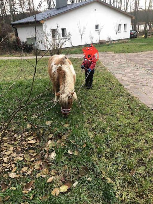 Haus Wilma Gruene Idylle Im Wald Direkt Am See Wendisch Rietz Exteriör bild